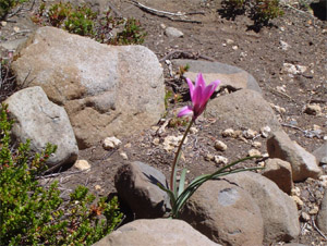 Una flor silvestre en tierra volcánica
