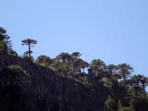 Bosque de Pehuén sobre la RP 11