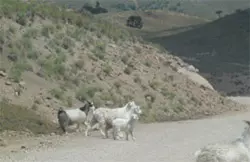 Un pequeño rebaño de cabras<br>cruzando la RP nro. 13 <br>Camino a Villa Pehuenia