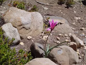 Una flor silvestre en tierra volcánica